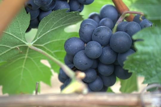 Grapes. Photo by tribp. CC BY 2.0 via Flickr.