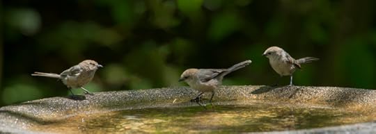 Bushtits at gradually sloping birdbath