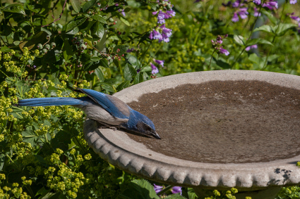 Scrub jay takes a drink