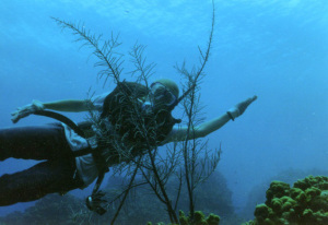 Underwater photo