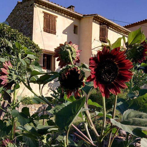 Red sunflowers in a field of cinsault near Bandol, in Provence 