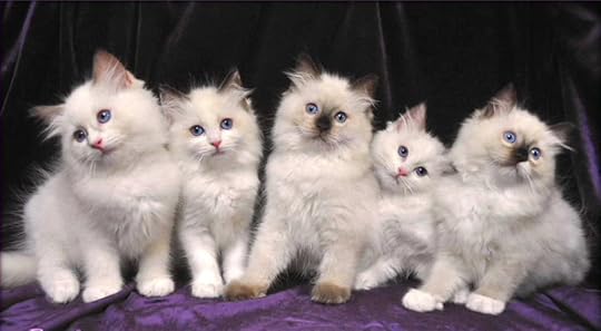 Ragdoll-Kittens-88