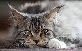 Maine Coon