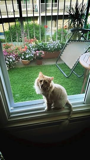 mrnoodles