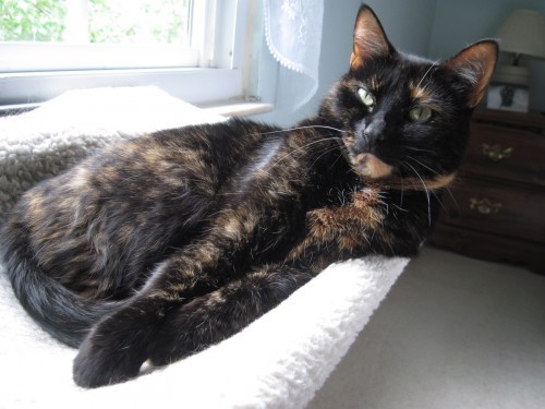 tortoiseshell-cat-window-seat