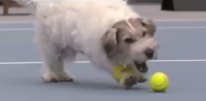 BallDog