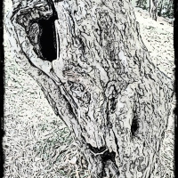 Gnarled Apple Tree framed