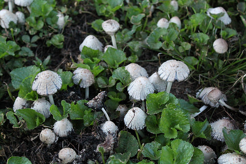 mushrooms in my yard
