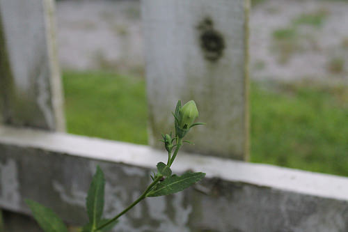 balloonflower bud