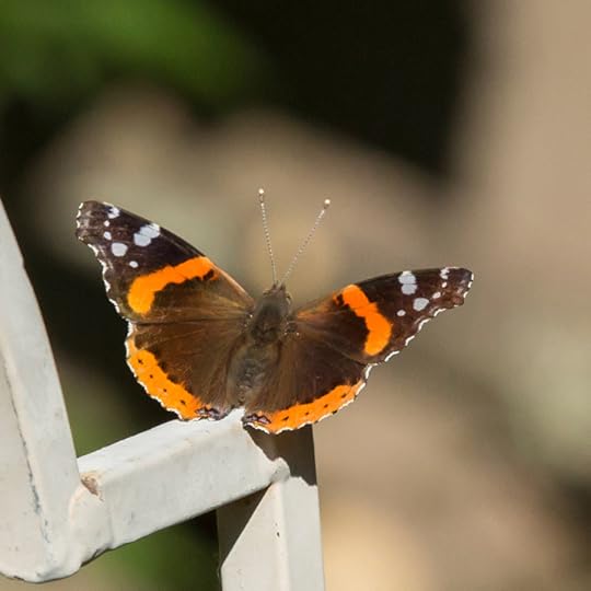 Red admiral butterfly