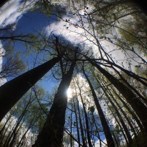 Looking up at the trees in our front yard