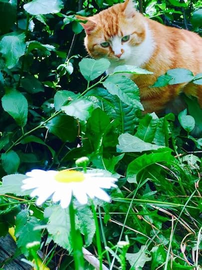 11393034_10153443579919553_1486042889509588515_n