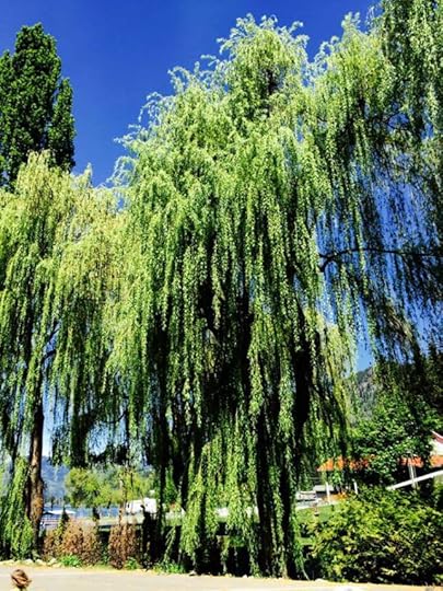 13385_10153341185324553_277365218217944136_n