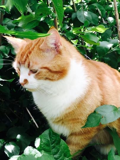 10171737_10153443579909553_8732434146571688415_n