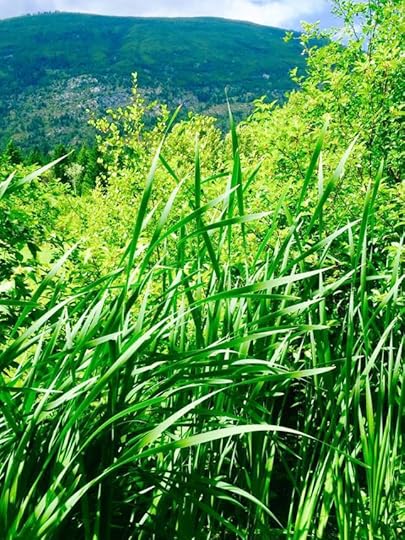 11057778_10153443609734553_5294222375506670278_n