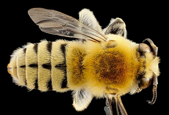 Three spotted Digger Bee Habropoda excellens (Photo: Sam Droege/USGS)