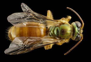 Panama's Megalopta genalis (Photo: Sam Droege/USGS)