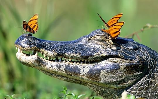 funny-wallpaper-of-a-crocodile-with-butterflies-on-his-head