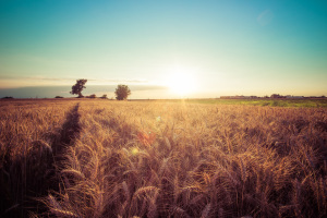 Paesaggio di campagna e campi di grano al tramonto