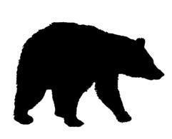 bear