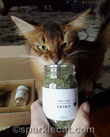 Maybe I should have taken a break between jars