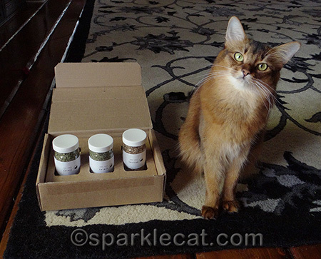 I won't divulge how many bits of catnip and valerian my human had to photoshop out of this picture
