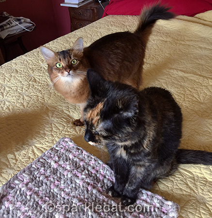 Does this mean I have to share the treats?