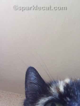 It's not like she ever listened before