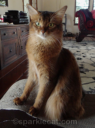 I wonder what kind of cats live in my human's head!