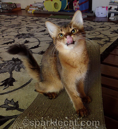 I bet my human was holding up a treat