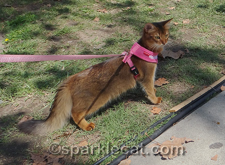 It's still an adventure when I'm out on my leash!
