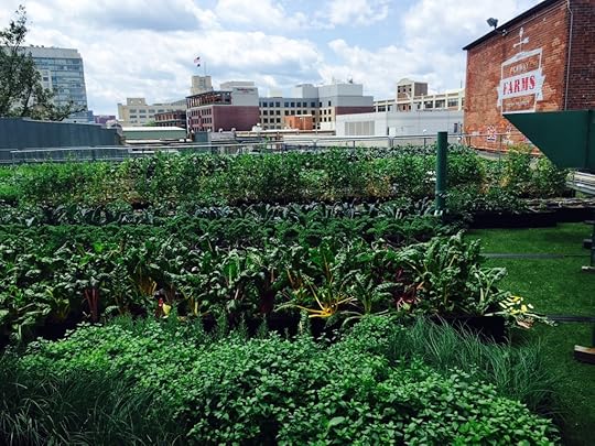 Fenway Farms, a rooftop garden. (Photo by Scott Bridges)