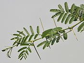 Acacia nilotica
