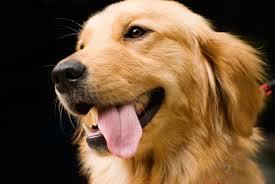 A period of hot weather in July, known as the Dog Days, is said to be a source of pestilence and disease.