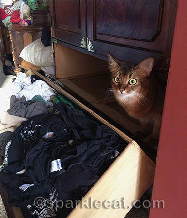 When a cat has this face... the human is wrong