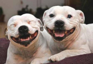 happydog2