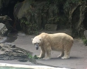 bronxzoo1polar