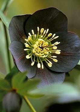 Helleborus orientalis (or Lenten Rose).