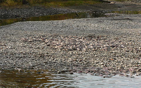 Photo: Salmon: The latest casualties of climate change