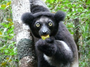 The Indri, one of the largest living lemurs native to Madagascar