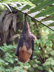 The Rodrigues flying fox