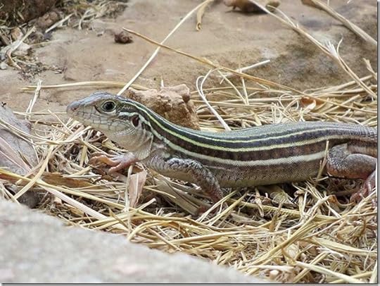 Texas_Spotted_Whiptail2