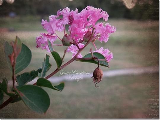 Crepe_Myrtle_Romance