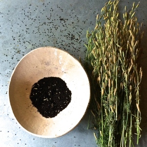 Larkspur seeds