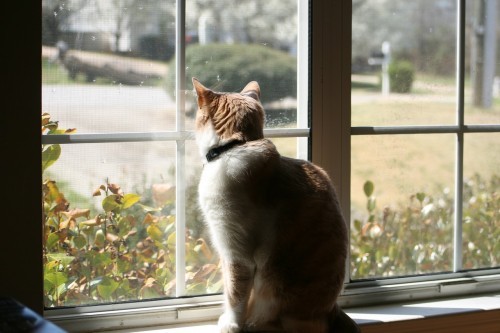 cat-looking-out-window