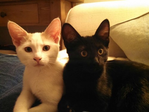 white-and-black-cat