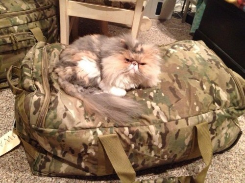 cat-on-bag