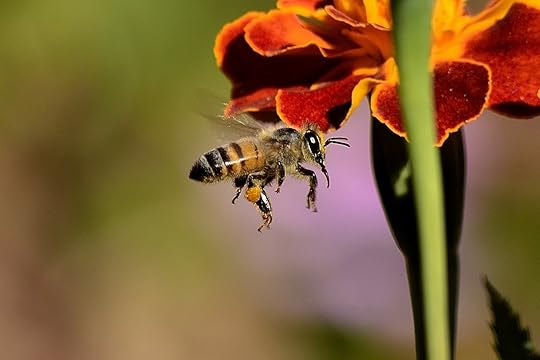 bee 1