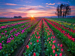 rows tulips