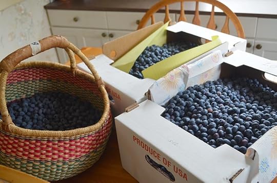 blueberries-50-pounds